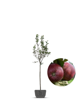 Appelboom | Malus domestica Spartan