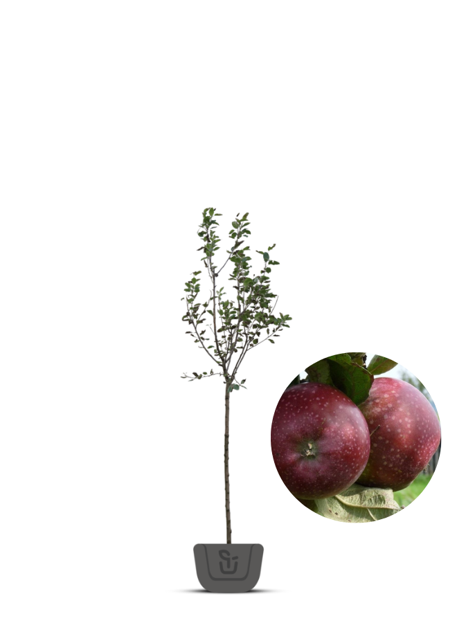 Appelboom | Malus domestica Spartan