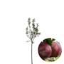 Appelboom | Malus domestica Spartan