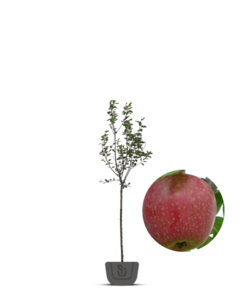Appelboom | Malus domestica Sterappel