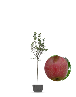Appelboom | Malus domestica Sterappel