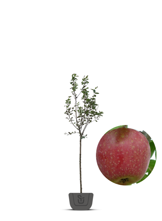 Appelboom | Malus domestica Sterappel