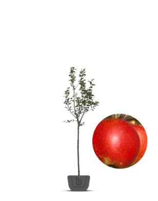 Appelboom | Malus domestica Wellant