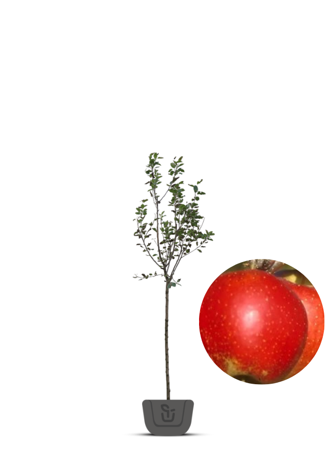 Appelboom | Malus domestica Wellant