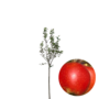 Appelboom | Malus domestica Wellant
