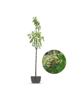 Bijenboom | Tetradium Daniellii