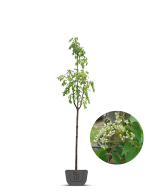 Bijenboom | Tetradium Daniellii