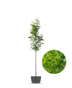 Blazenboom | Koelreuteria paniculata