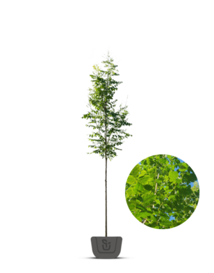 Blazenboom | Koelreuteria paniculata