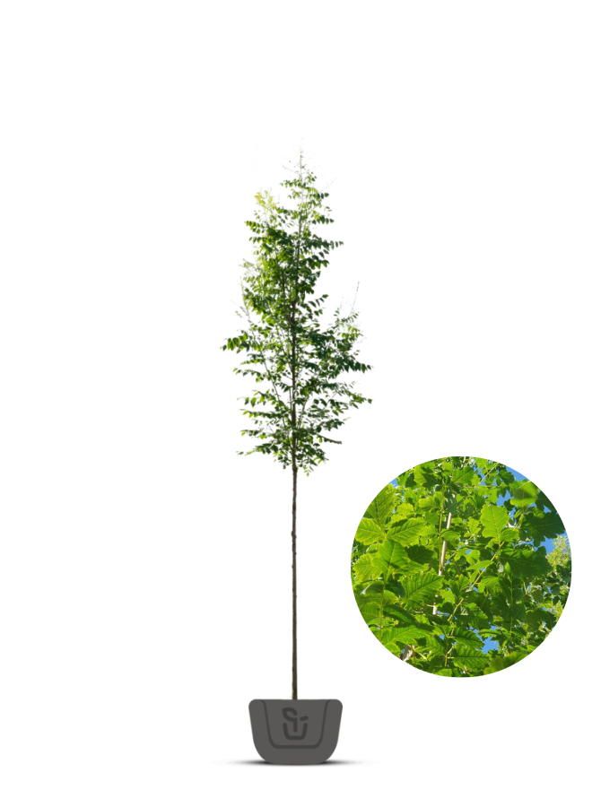 Blazenboom | Koelreuteria paniculata