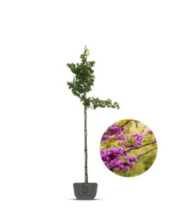 Judasboom | Cercis siliquastrum