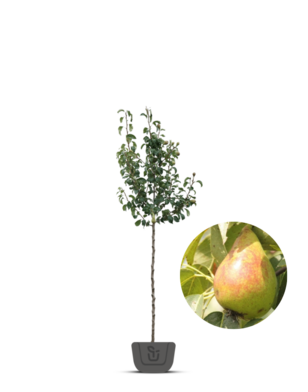 Perenboom | Pyrus communis Bonne Louise d'Avranches