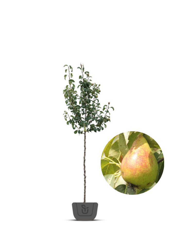 Perenboom | Pyrus communis Bonne Louise d'Avranches