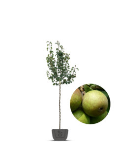 Perenboom | Pyrus communis Charneux