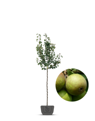 Perenboom | Pyrus communis Charneux