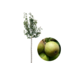 Perenboom | Pyrus communis Charneux