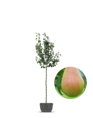 Perenboom | Pyrus communis Clapp's Favourite