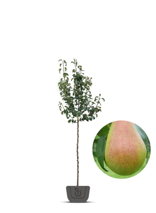 Perenboom | Pyrus communis Clapp's Favourite