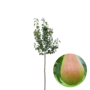 Perenboom | Pyrus communis Clapp's Favourite