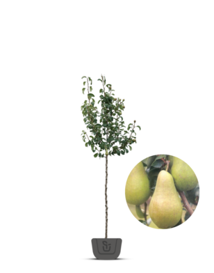 Perenboom | Pyrus communis Concorde