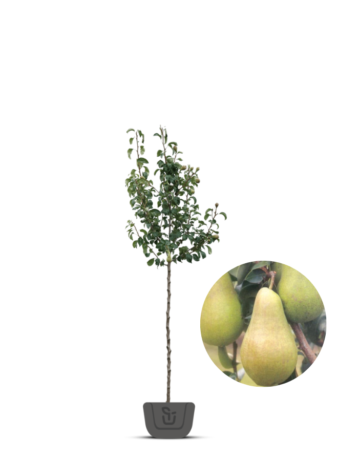 Perenboom | Pyrus communis Concorde