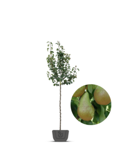 Perenboom | Pyrus communis Conference