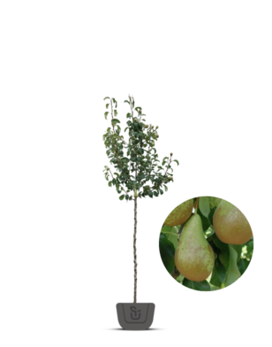 Perenboom | Pyrus communis Conference