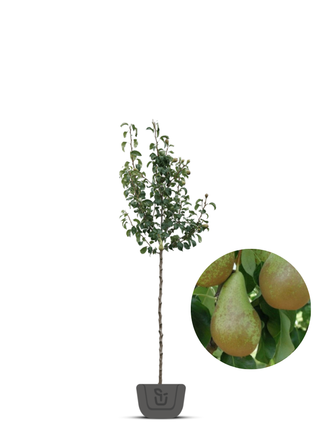 Perenboom | Pyrus communis Conference