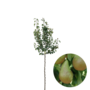 Perenboom | Pyrus communis Conference