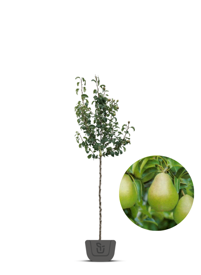 Perenboom | Pyrus communis Doyenne du Comice