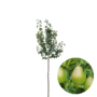 Perenboom | Pyrus communis Doyenne du Comice