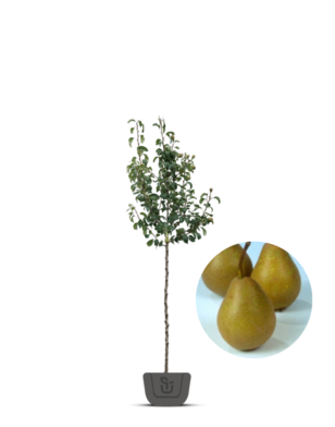 Perenboom | Pyrus communis Jut