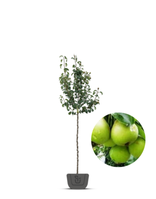 Perenboom | Pyrus communis Noordhollandse Suikerpeer