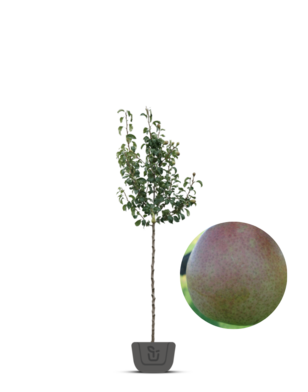 Perenboom | Pyrus communis Saint Remy