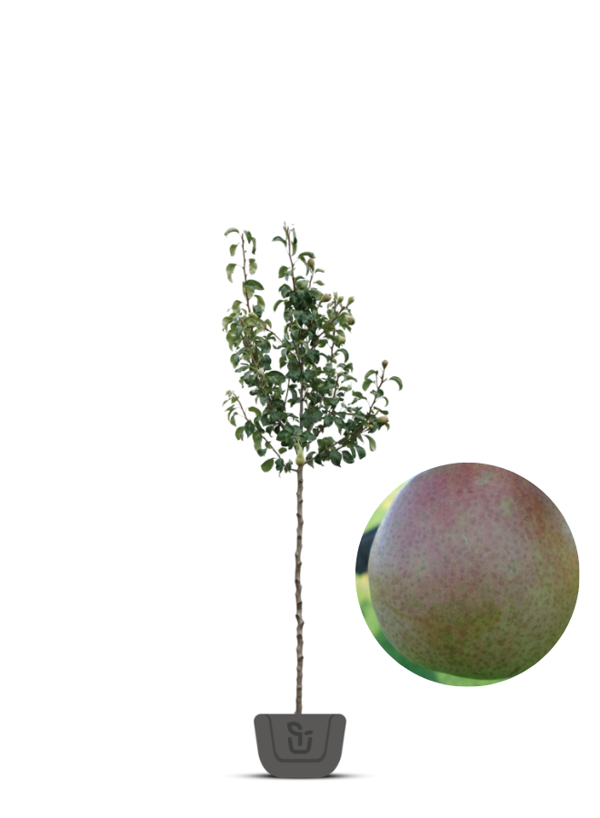 Perenboom | Pyrus communis Saint Remy