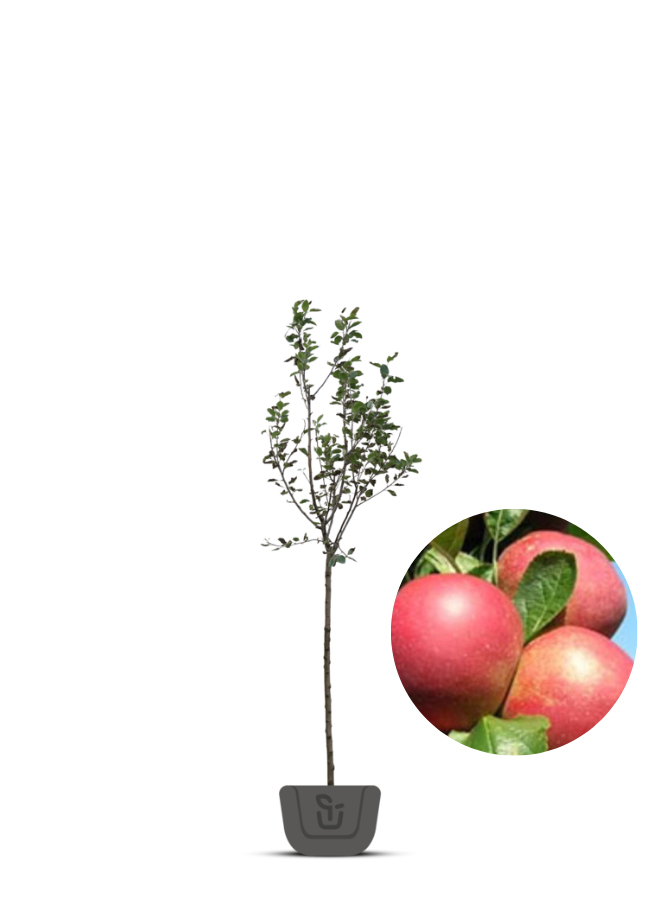Appelboom | Malus domestica Rode Boskoop