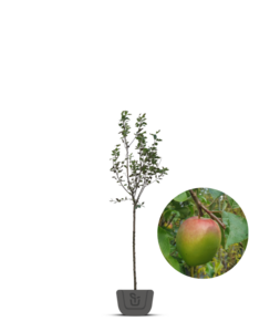 Appelboom | Malus domestica Notarisappel