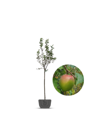 Appelboom | Malus domestica Notarisappel