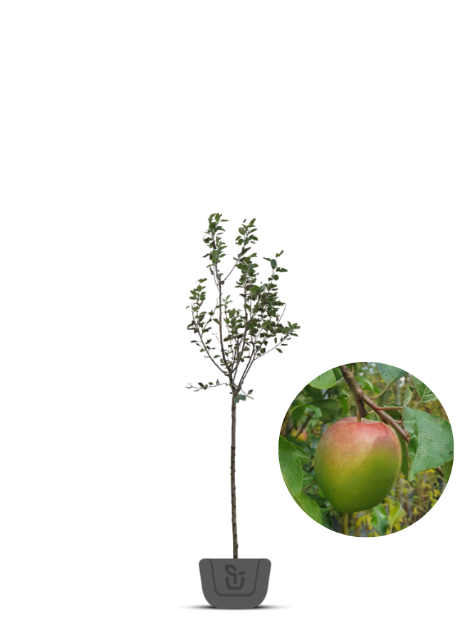 Appelboom | Malus domestica Notarisappel