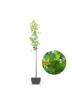 Amerikaanse tulpenboom | Liriodendron tulpifera