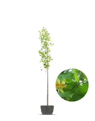 Amerikaanse tulpenboom | Liriodendron tulpifera