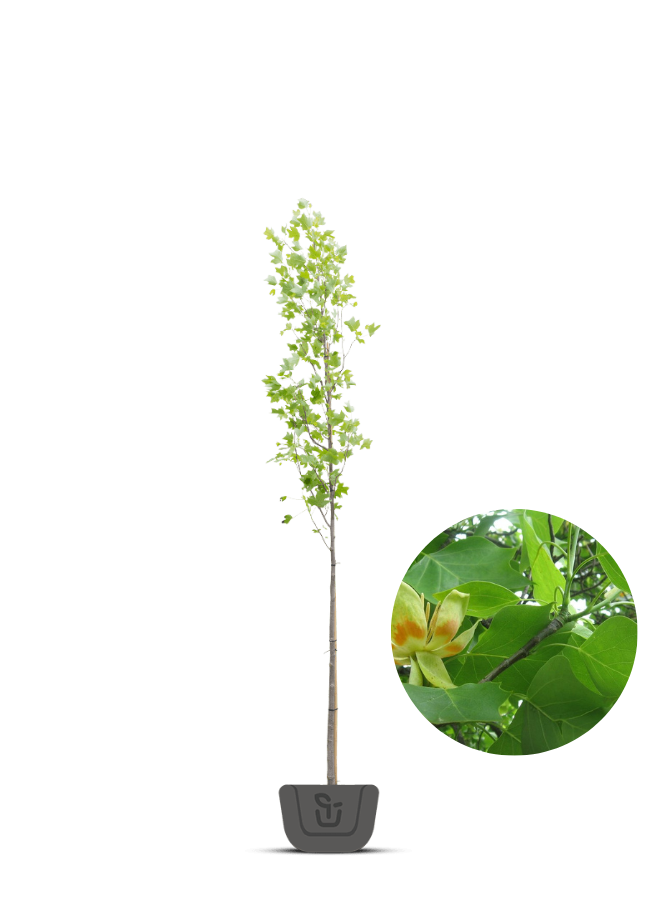 Amerikaanse tulpenboom | Liriodendron tulpifera