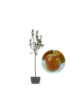 Appelboom | Malus domestica Benoni