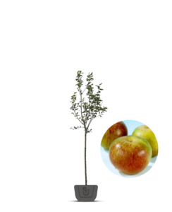 Appelboom | Malus domestica Bloemeezoet