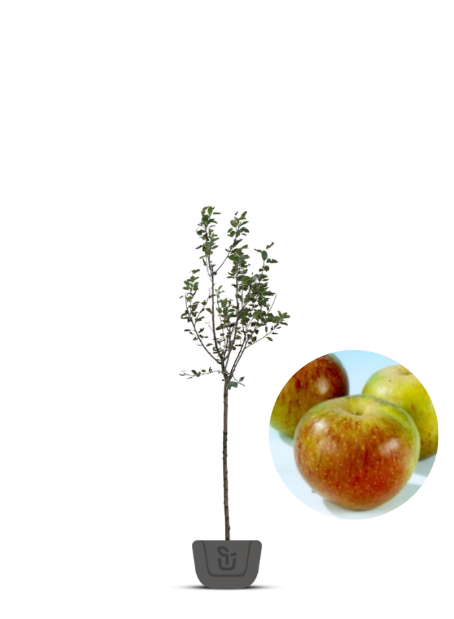 Appelboom | Malus domestica Bloemeezoet