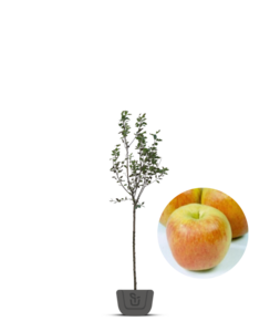 Appelboom | Malus domestica Delcorf