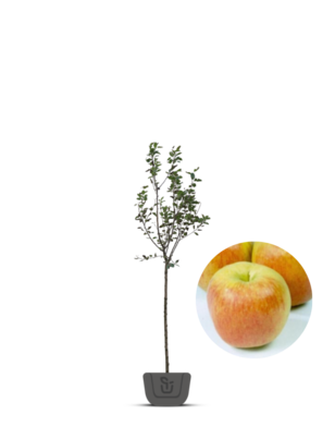 Appelboom | Malus domestica Delcorf