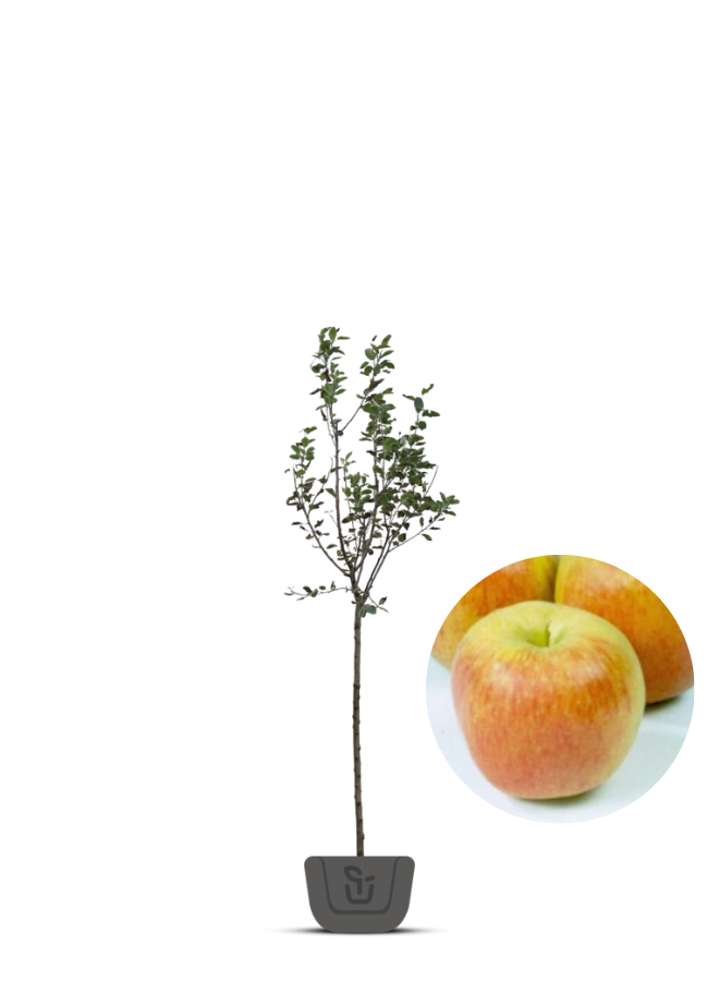 Appelboom | Malus domestica Delcorf