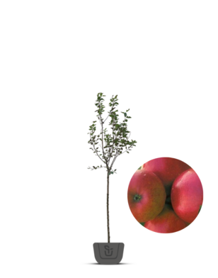 Appelboom | Malus domestica Ecolette