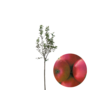 Appelboom | Malus domestica Ecolette